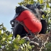 frigatebird_magnificent_nsey_v_0140_ecu0336.jpg